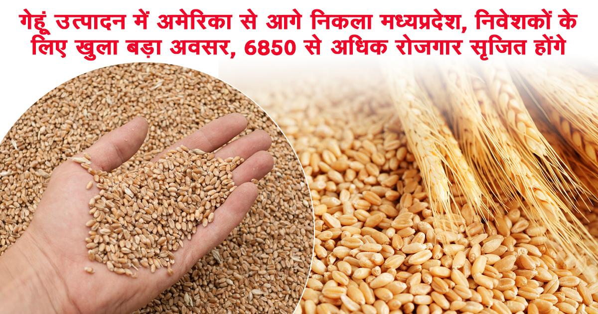 मध्यप्रदेश गेहूं उत्पादन में अमेरिका से भी आगे
