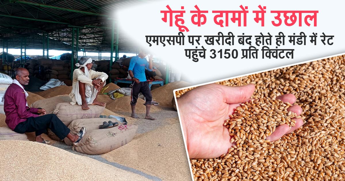गेहूं के दामों में उछाल