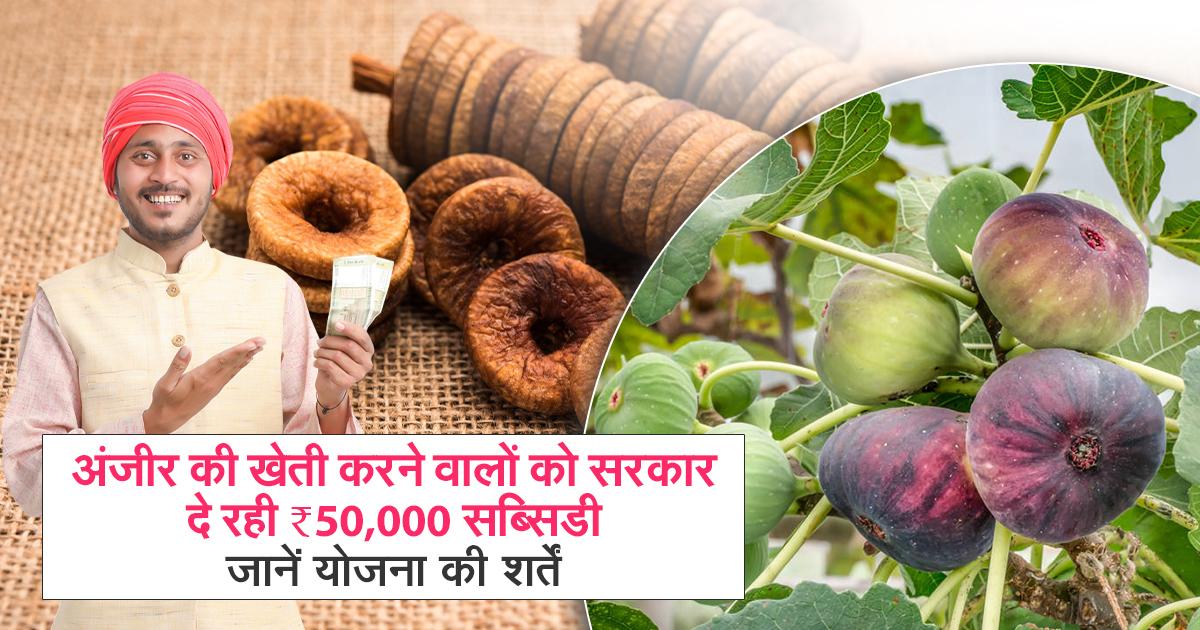 अंजीर की खेती