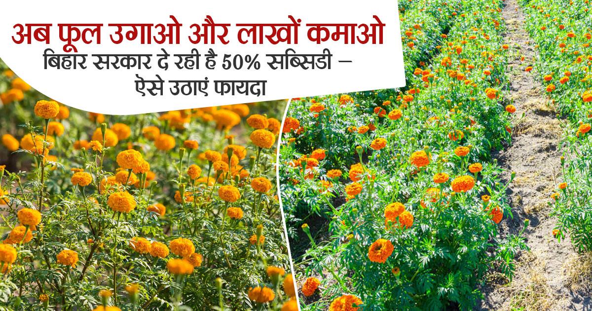 Marigold Farming: