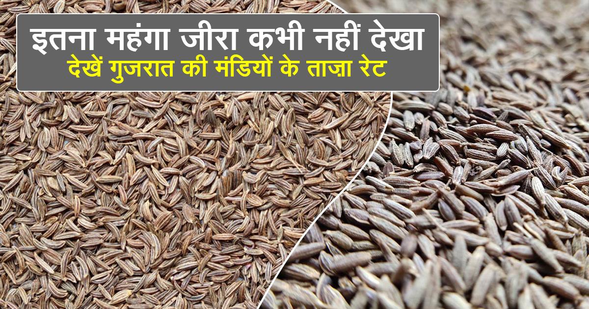 Cumin Prices in Gujarat Mandis