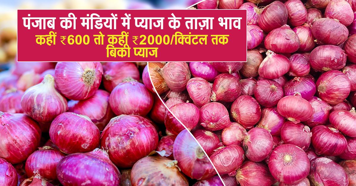 प्याज का मंडी भाव आज का