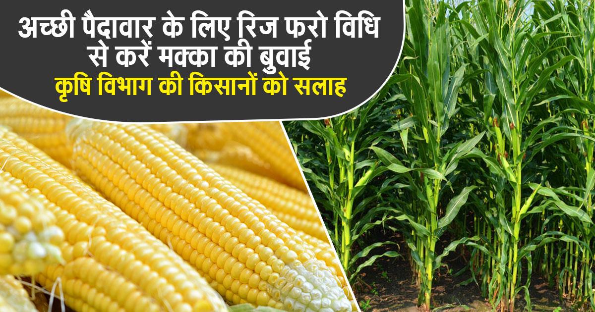 मक्का उत्पादन में क्रांति लाएगी रिज फरो विधि