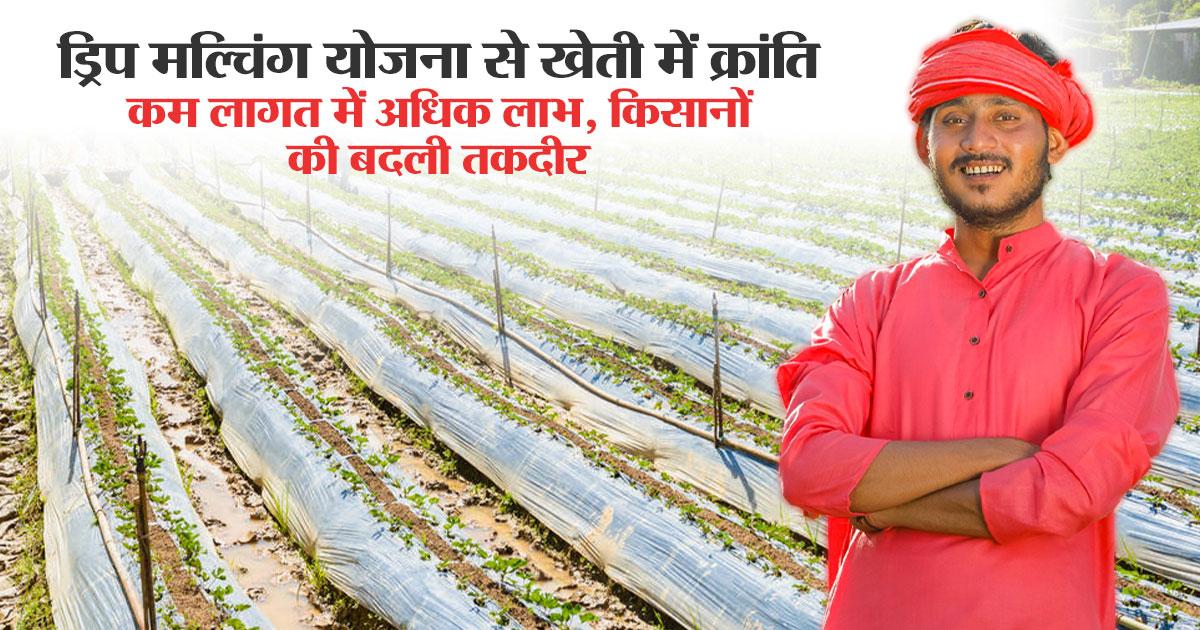 ड्रिप मल्चिंग योजना