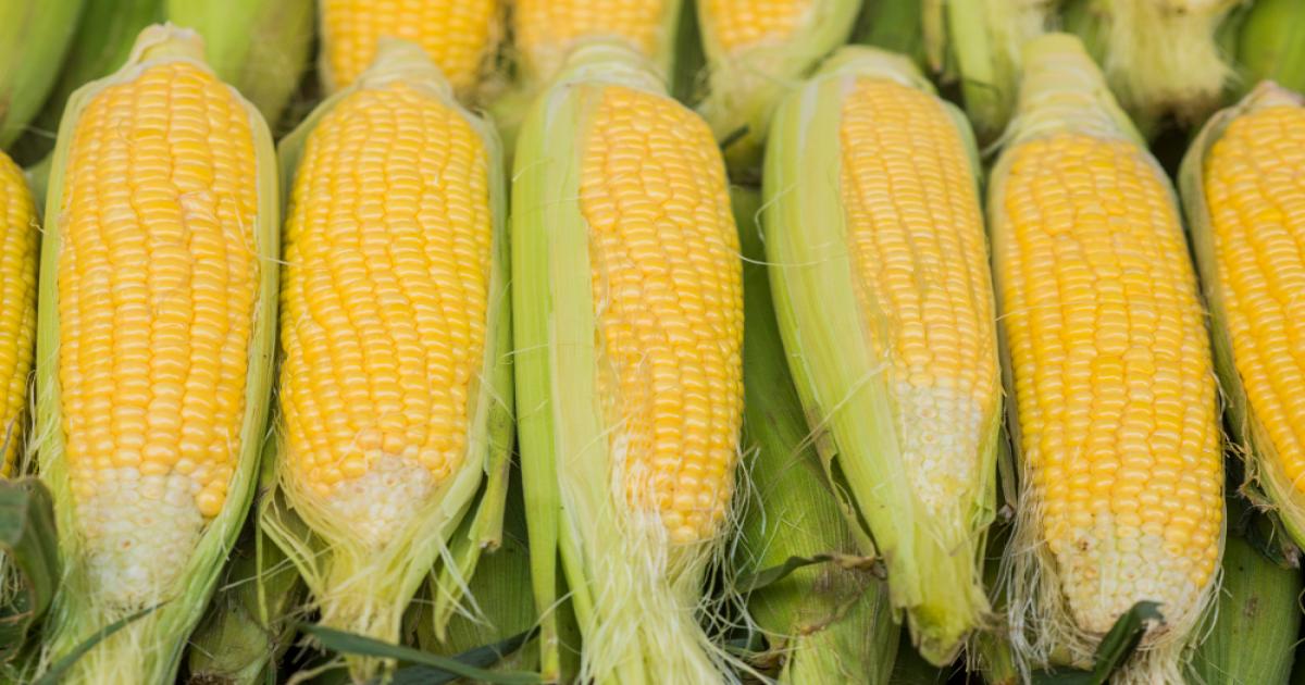 Maize