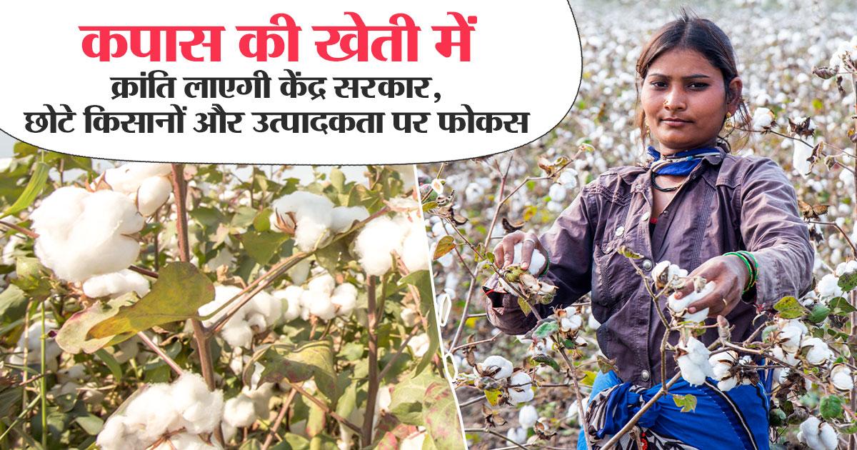कपास की खेती