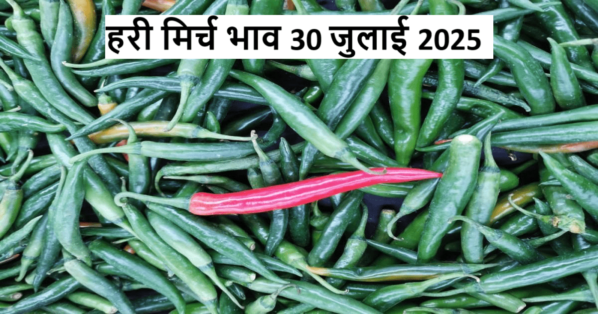 30 July 2025: Green chilli prices hit new highs – check latest mandi rates now