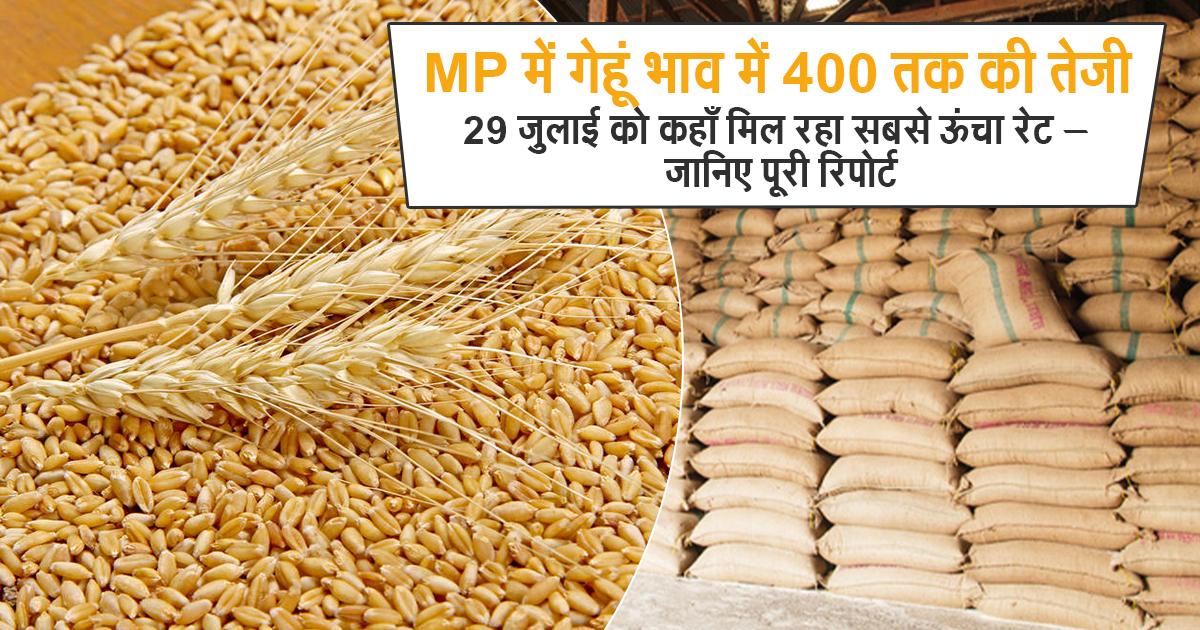 MP में गेहूं के भाव में ₹400 की उछाल