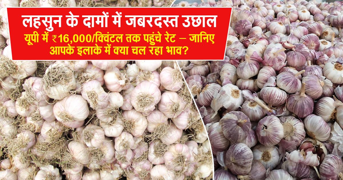 आज का लहसुन रेट