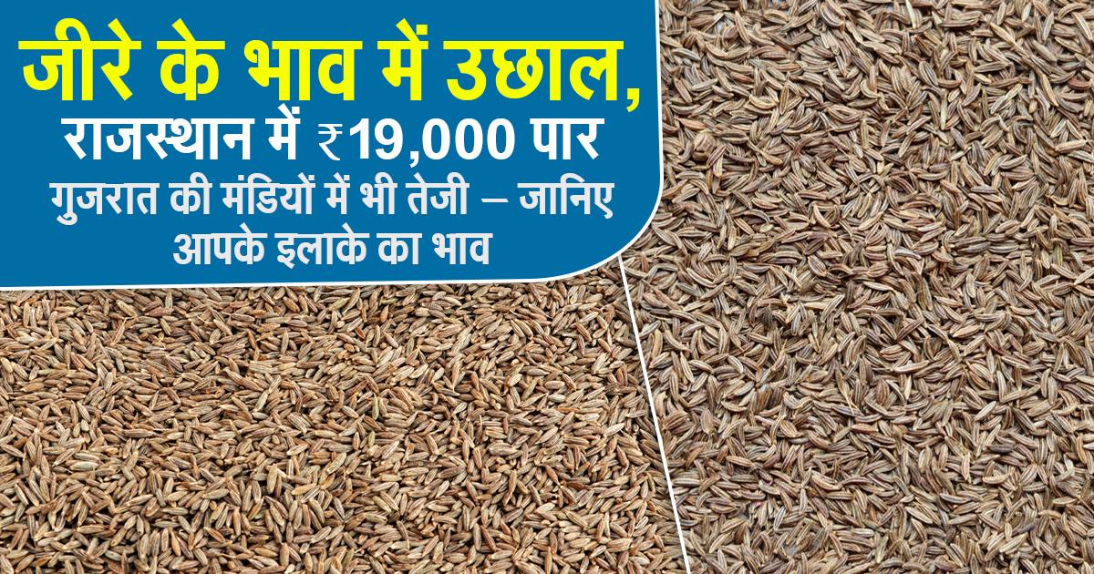 Cumin price today in Indian mandis (05 August 2025)