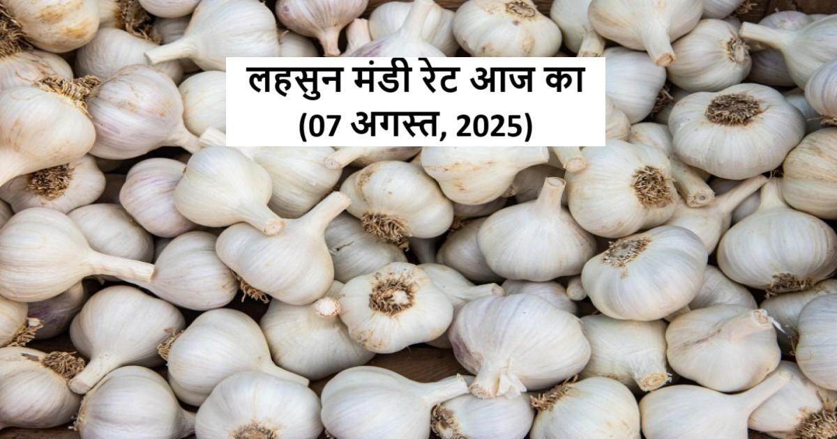 आज का लहसुन मंडी भाव (07 अगस्त 2025)