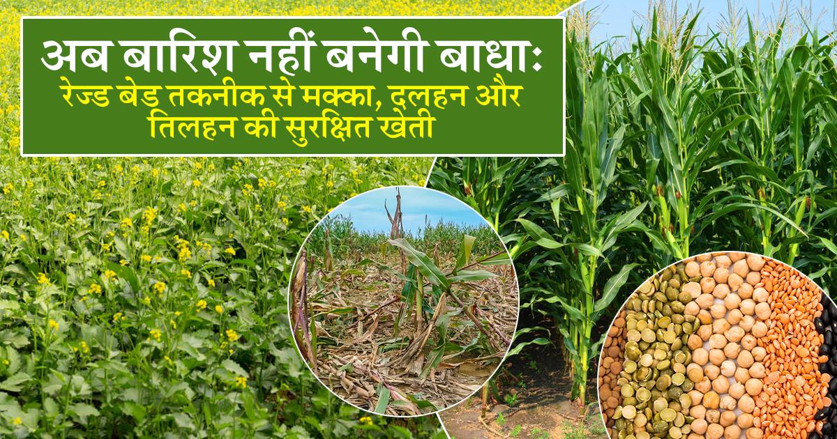 नई तकनीक से मक्का की फसल को बचाते हुए किसान