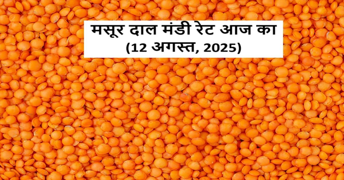 मसूर दाल मंडी रेट – 12 अगस्त 2025