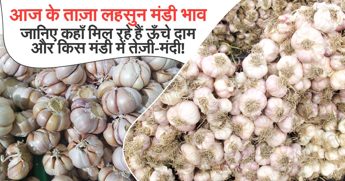 Garlic Mandi Prices Today – 14 August 2025