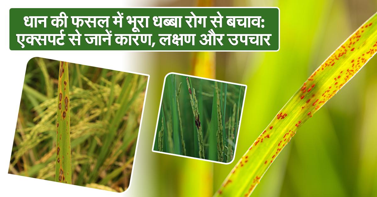 धान की फसल में भूरा धब्बा रोग