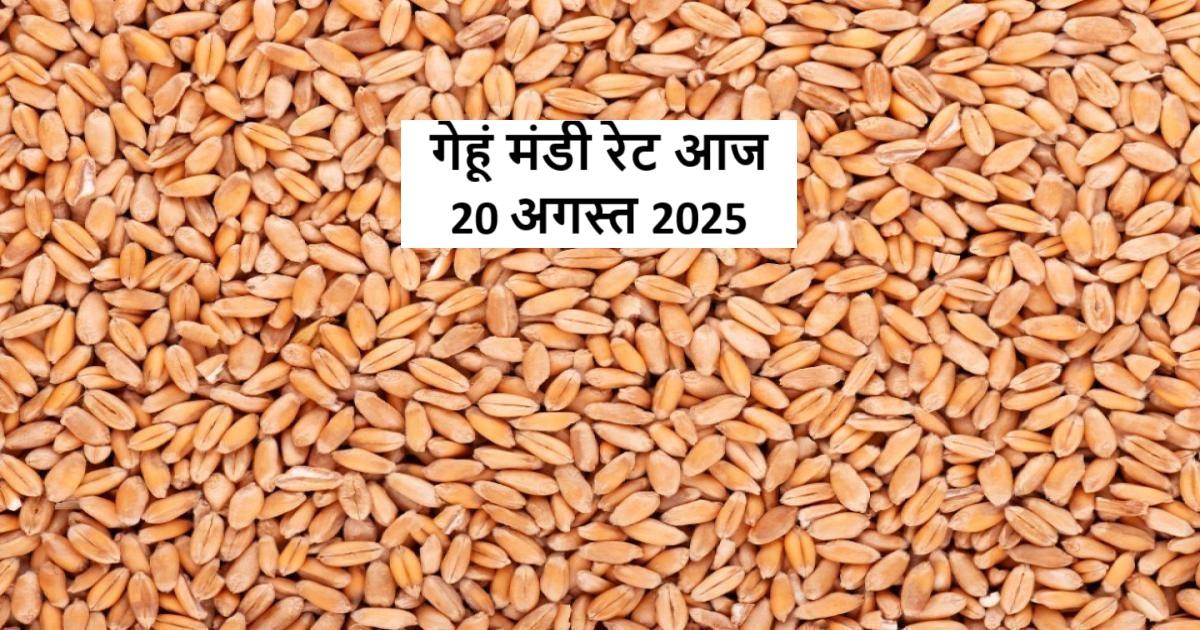 Wheat mandi rate today 20 August 2025 in India
