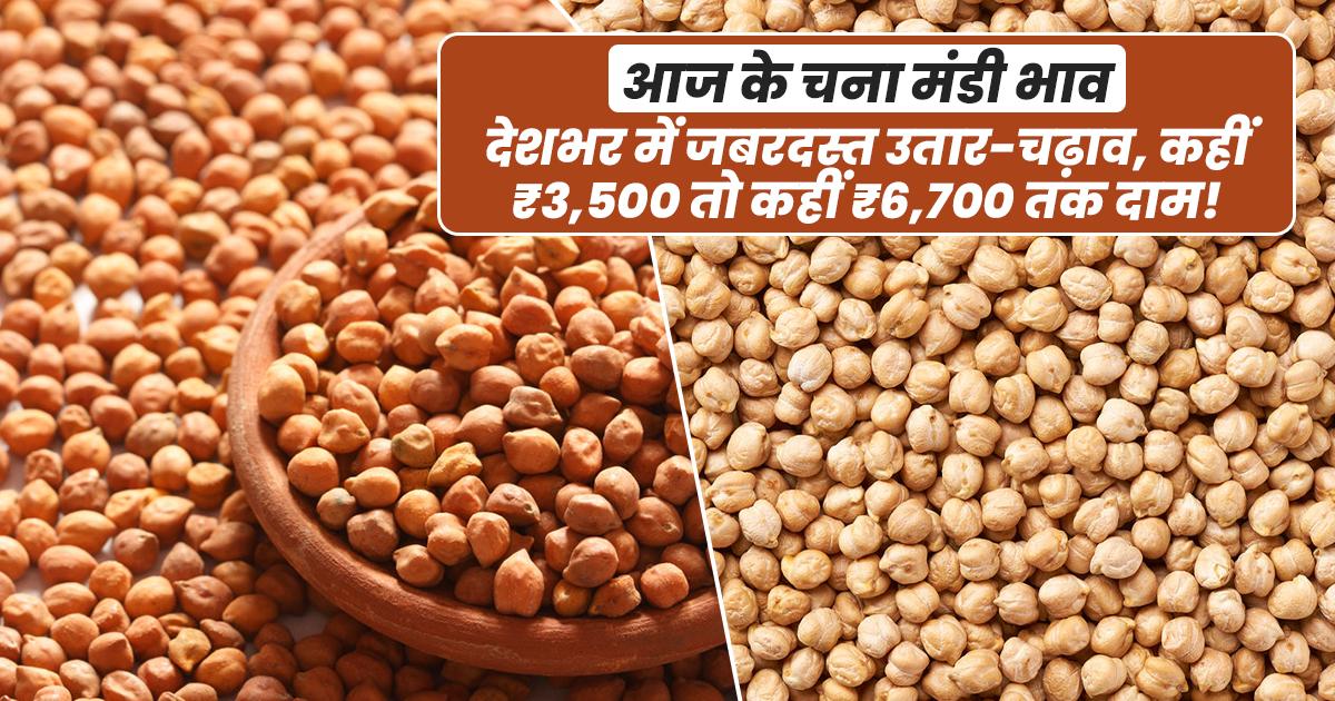 Chana Mandi Rate Today 21 August 2025