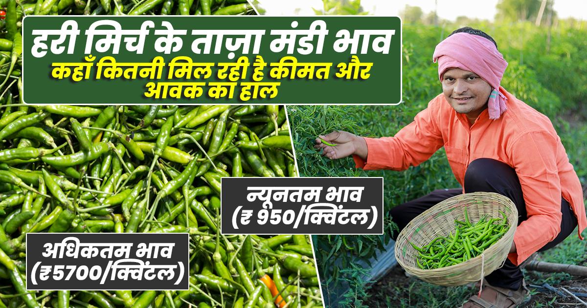 हरी मिर्च