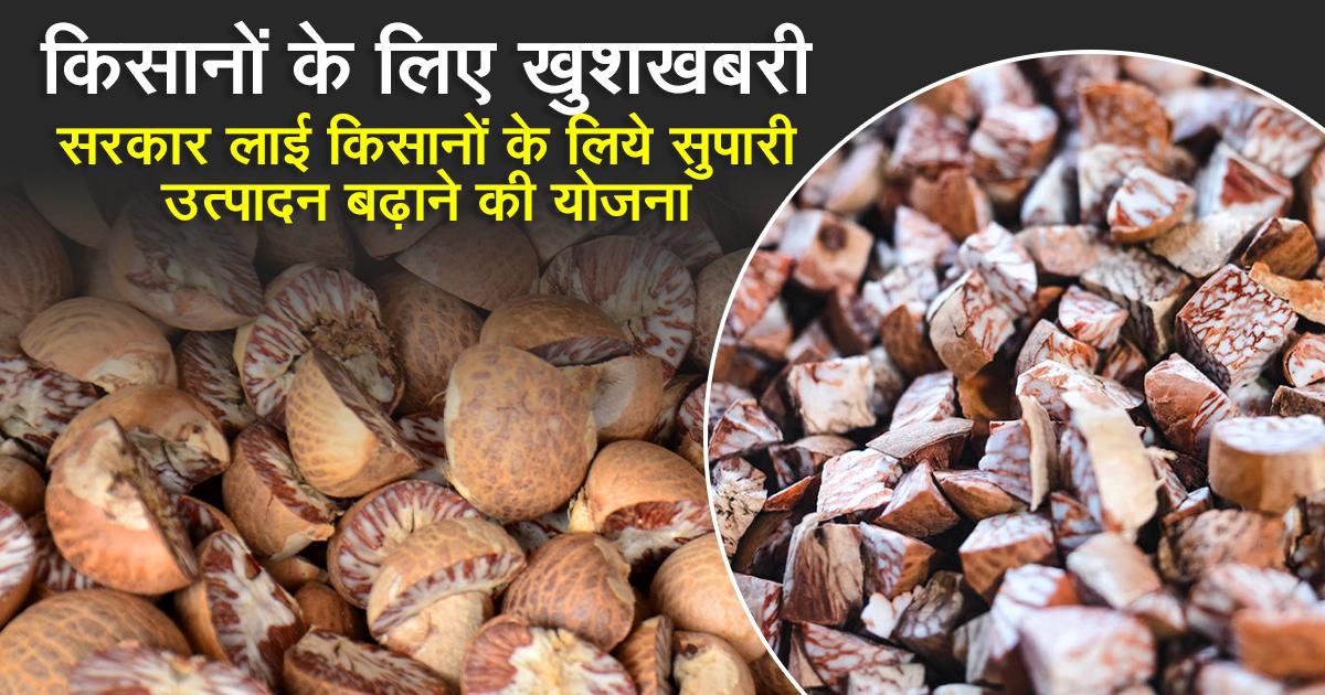 Government announces betel nut production scheme for farmers