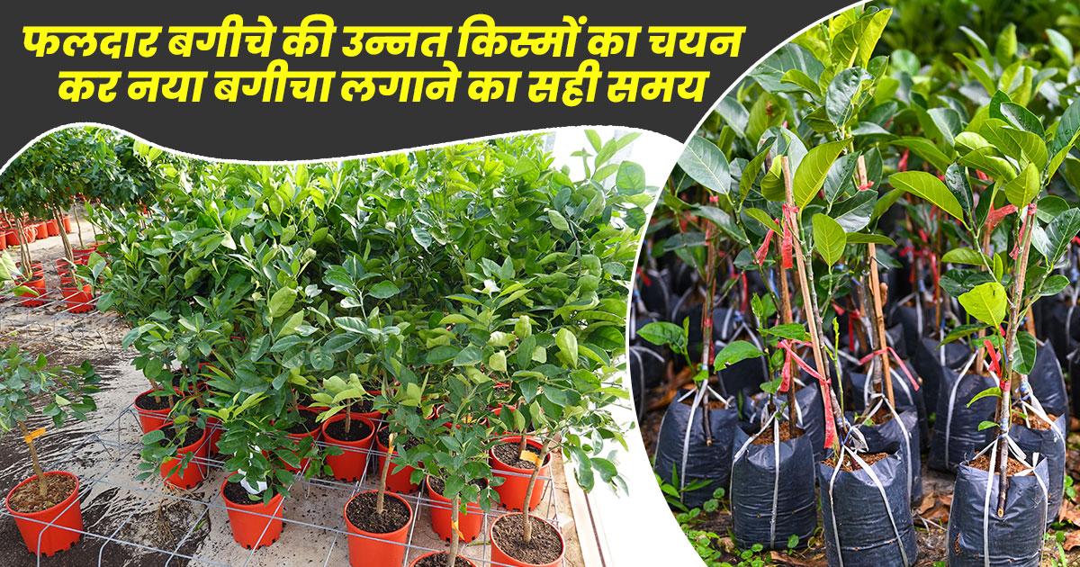 नया फलदार बगीचा लगाने का सही समय और उन्नत किस्मों की पूरी जानकारी