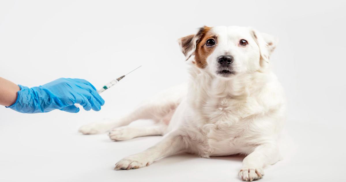India inaugurates its first veterinary blood bank to support animal health