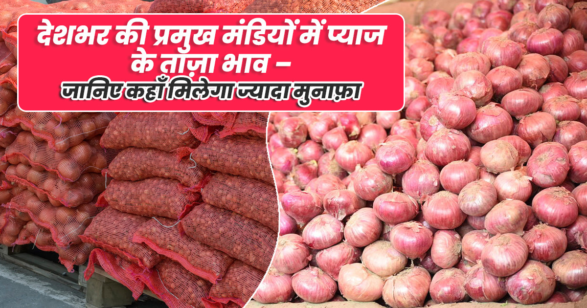 onion prices today – 28 August 2025