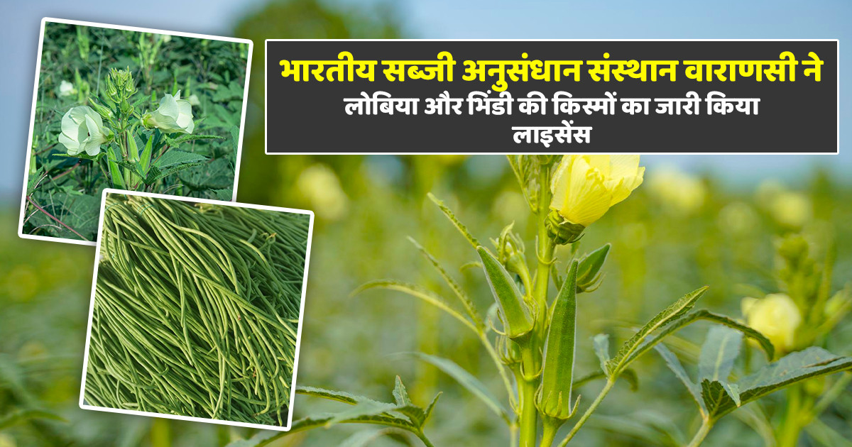 लोबिया और भिंडी की उन्नत किस्में