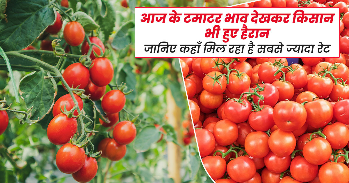 आज के टमाटर भाव