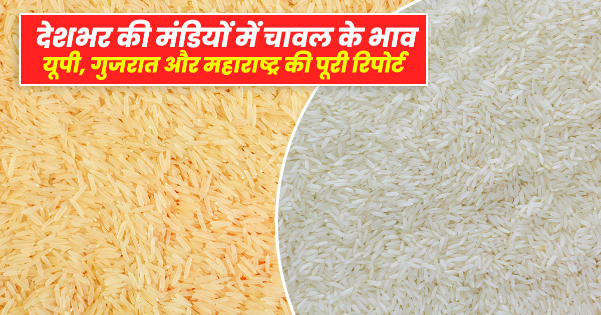 Rice Price Today 31 August 2025