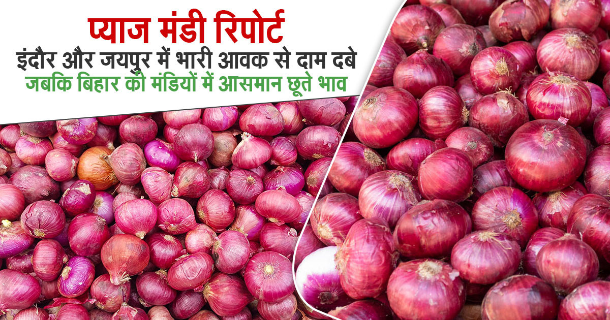 आज का प्याज रेट अपडेट