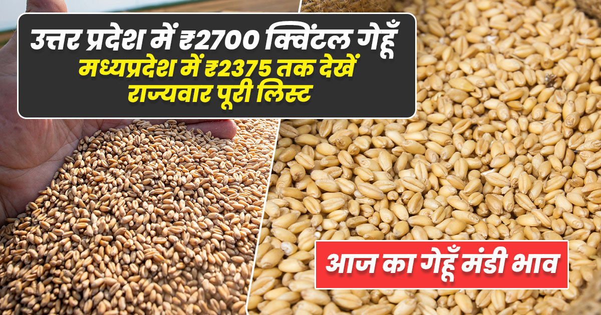 आज का गेहूँ भाव 07 सितम्बर 2025