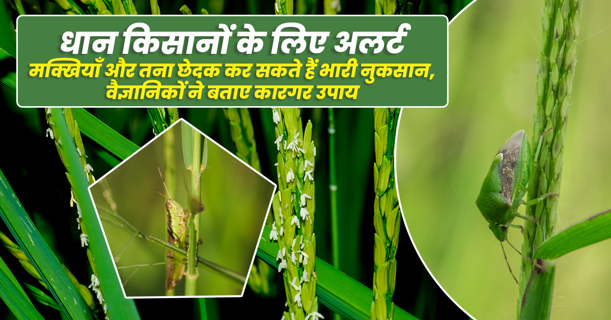 धान की फसल में तना छेदक से बचाव के उपाय