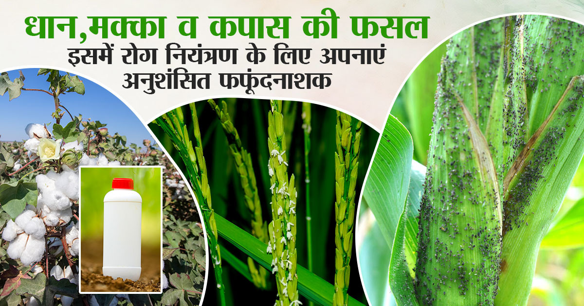 खरीफ सीजन की फसलों में रोगों का खतरा