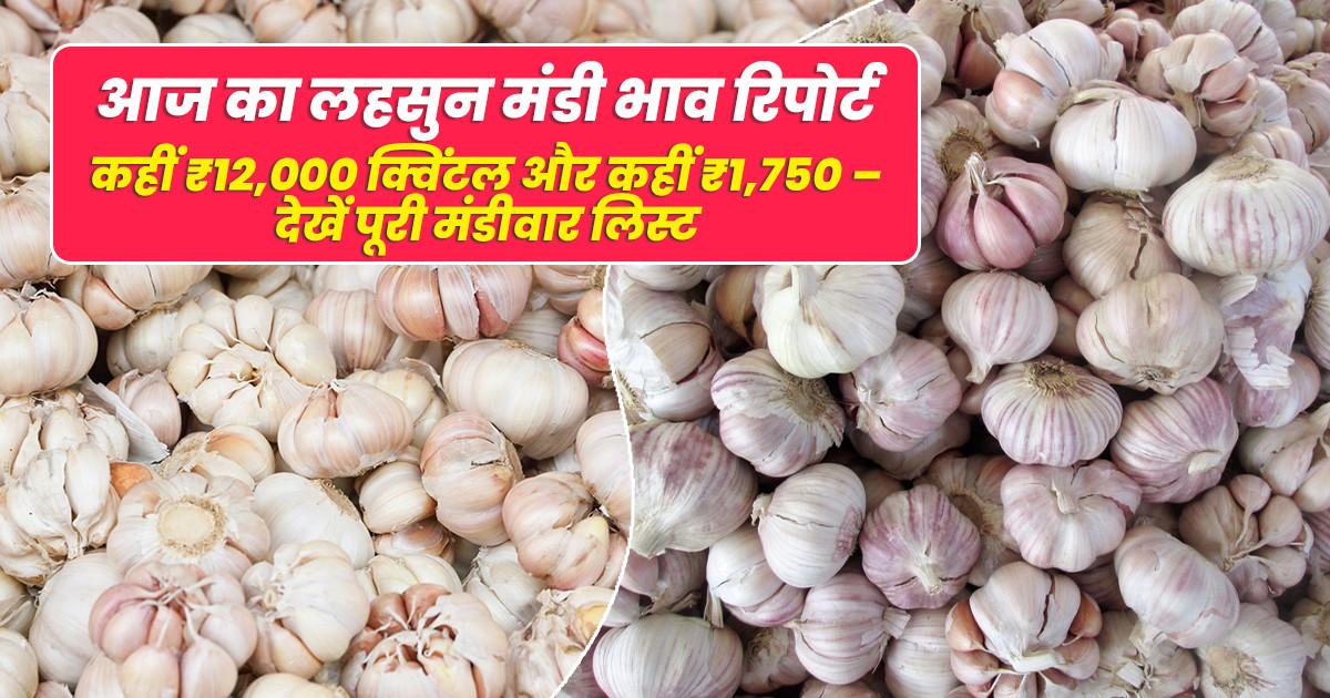 लहसुन भाव आज