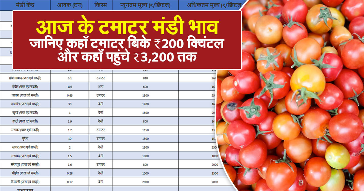 आज का टमाटर का भाव – 13 सितम्बर, 2025