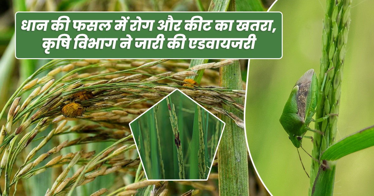 Rice Crop Disease Alert