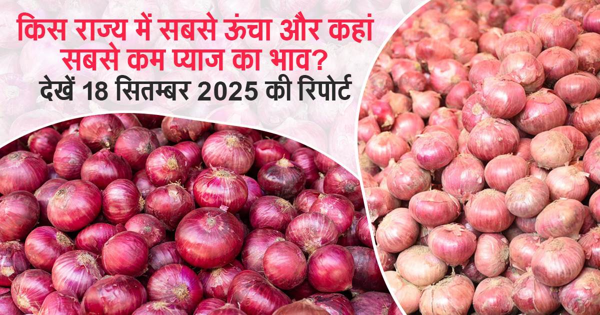 onion market price update