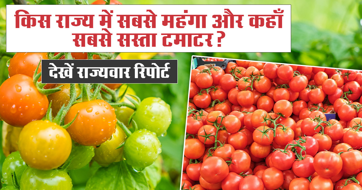Tomato prices today in UP, Gujarat & Haryana
