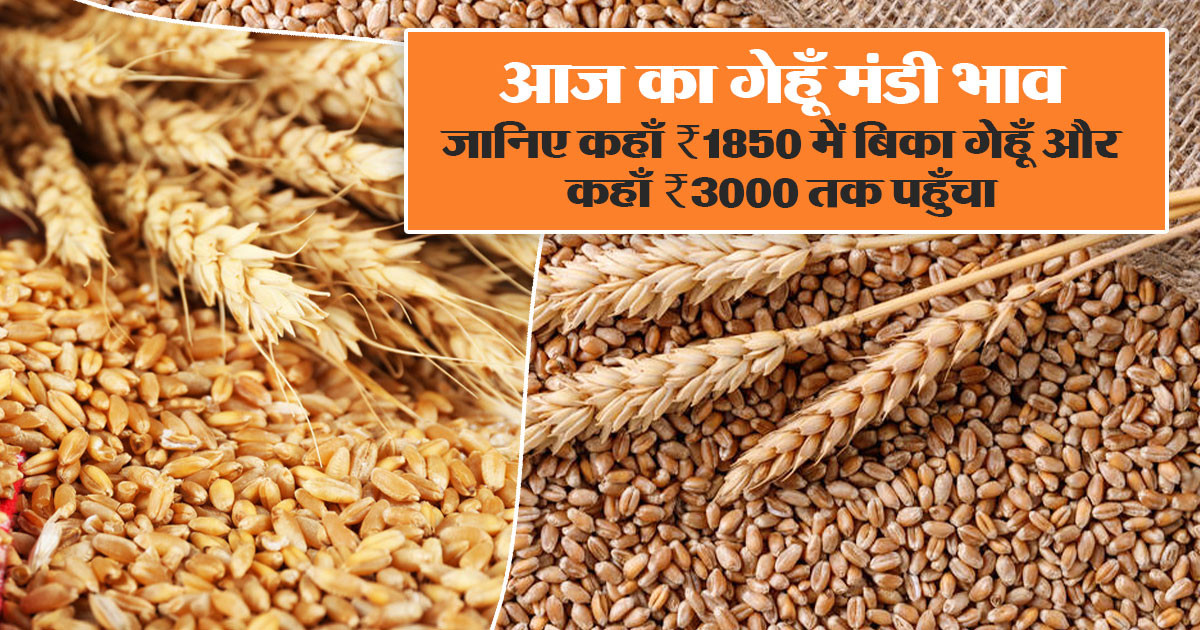 गेहूँ मंडी भाव