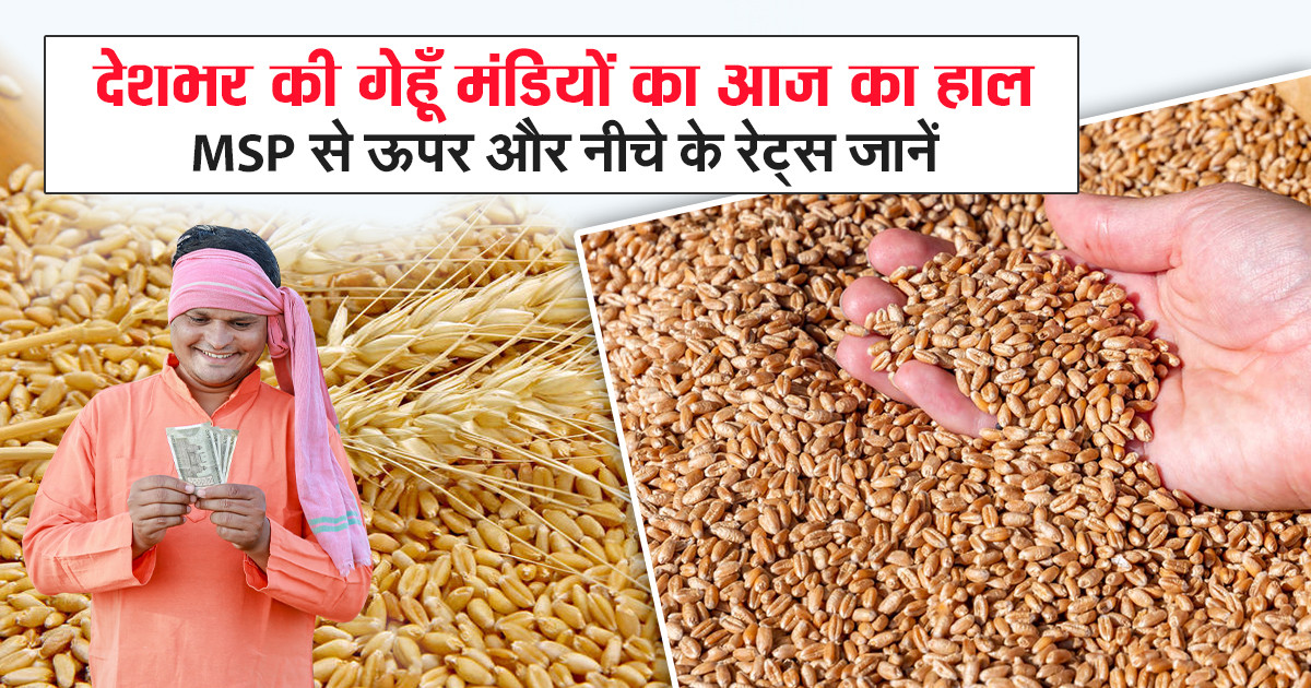 गेहूँ का मंडी भाव – 26 सितम्बर 2025