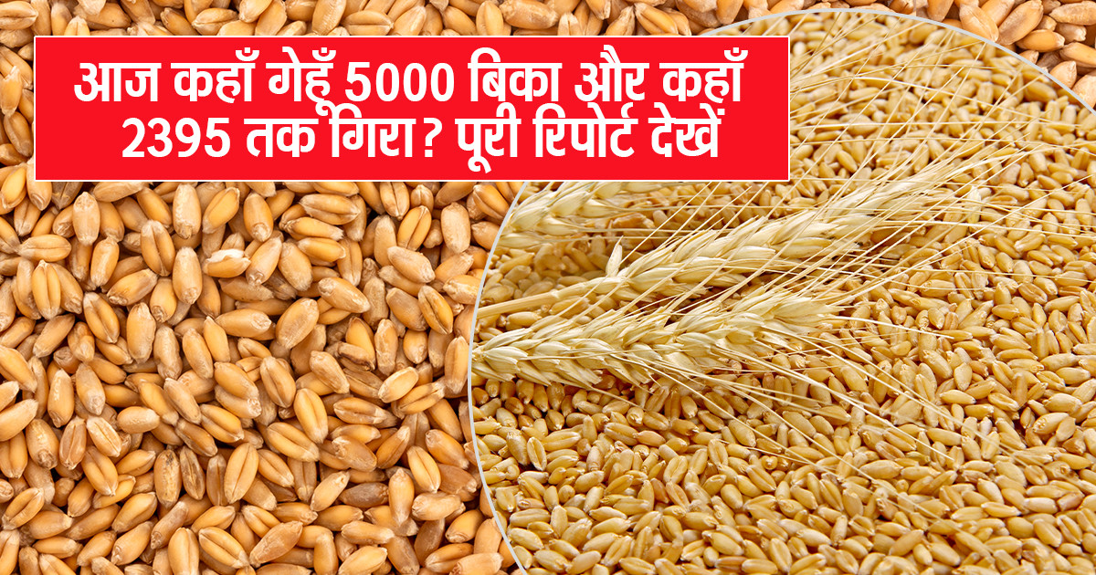 गेहूँ मंडी भाव - 30 सितम्बर 2025