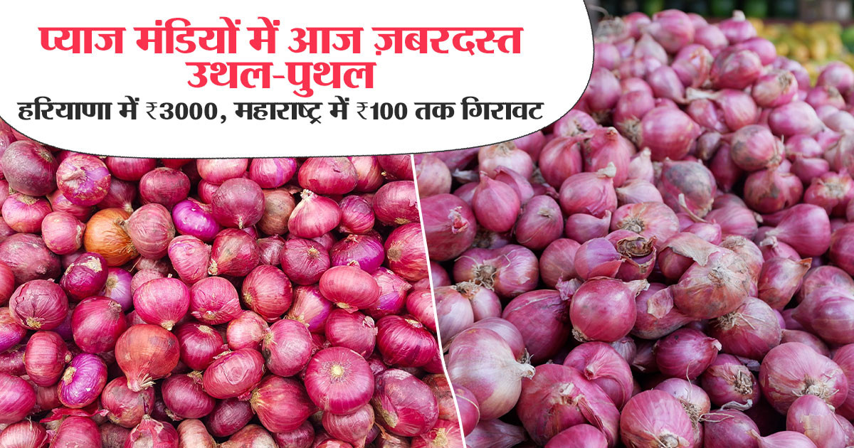 Onion Rate 3 October, 2025