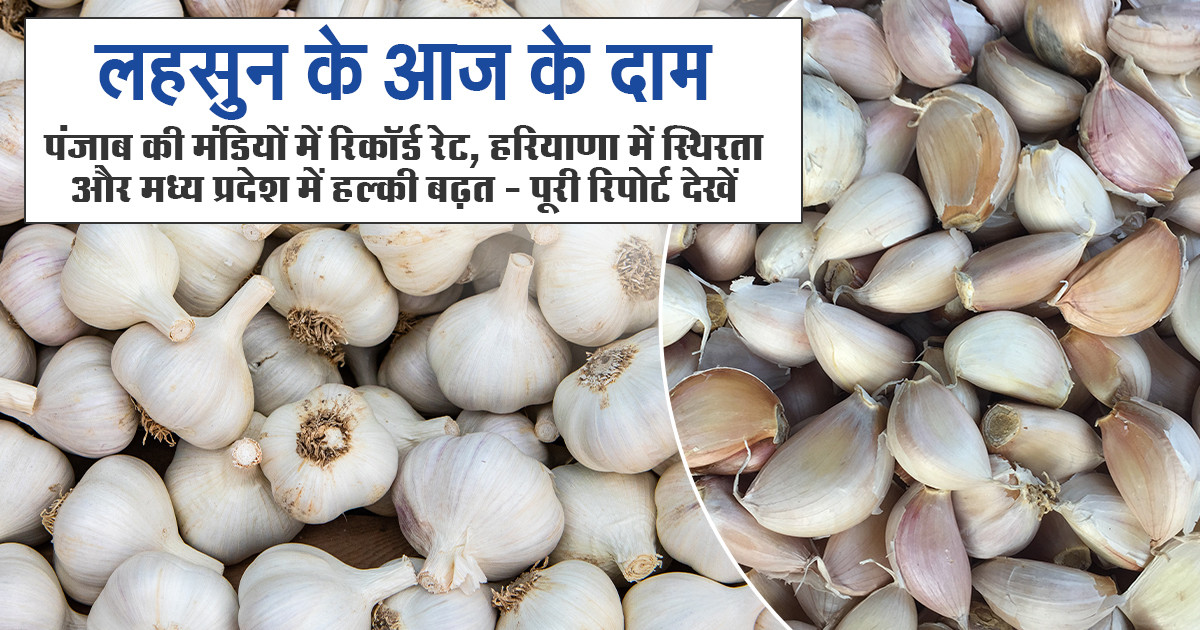 Garlic Price - 23 October 2025