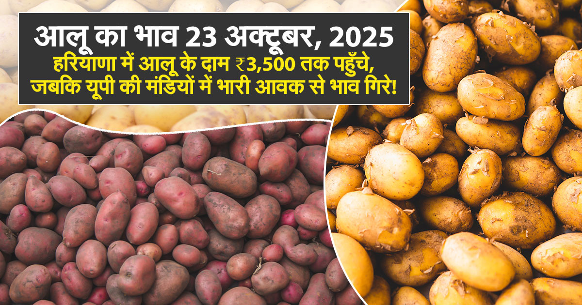 आलू का भाव 23 अक्टूबर, 2025