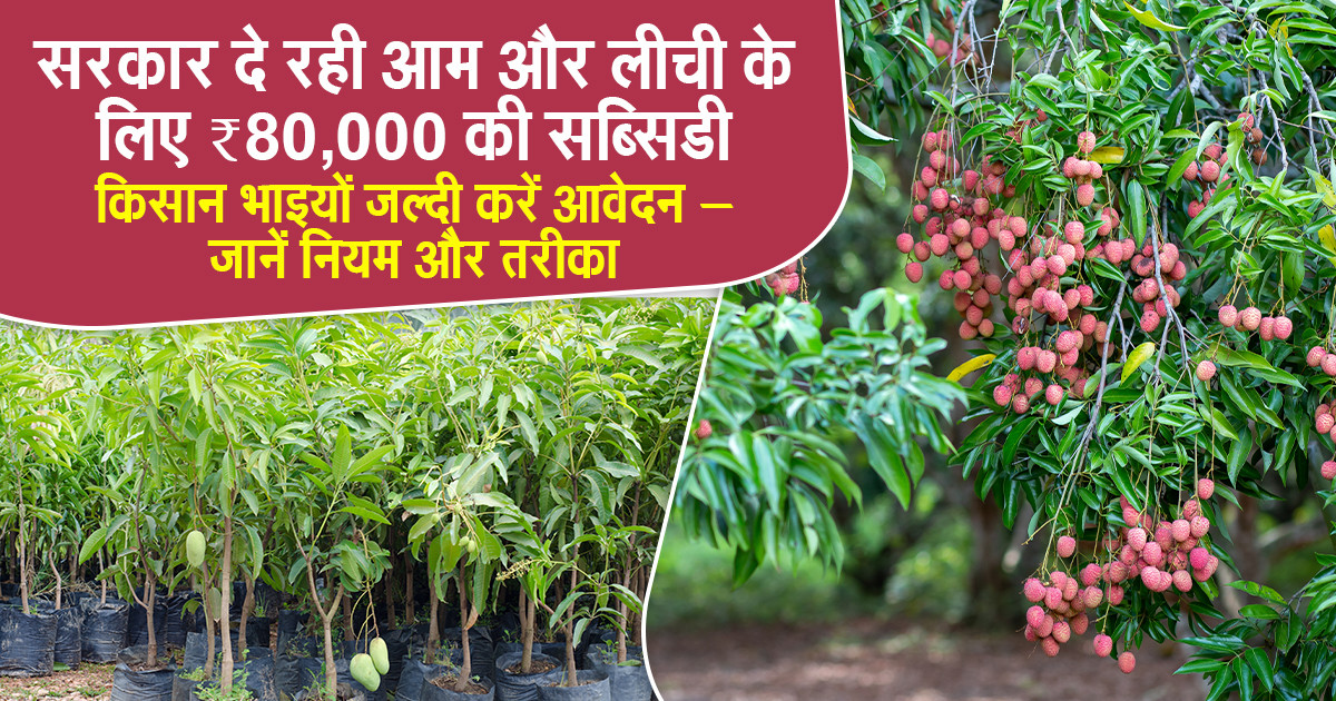 Mango & Litchi Cultivation