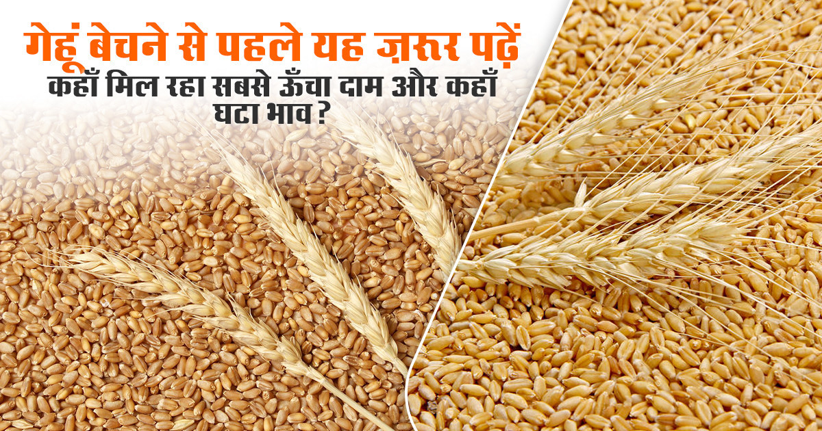गेहूं गेहूं