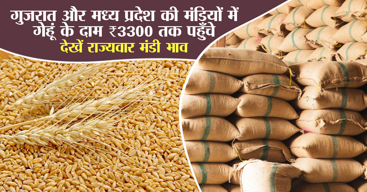 Wheat Mandi Bhav