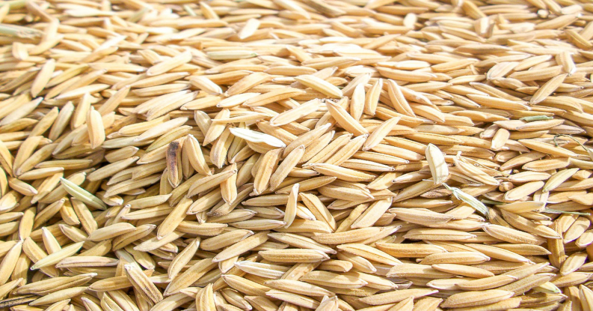 Basmati paddy mandi rate today