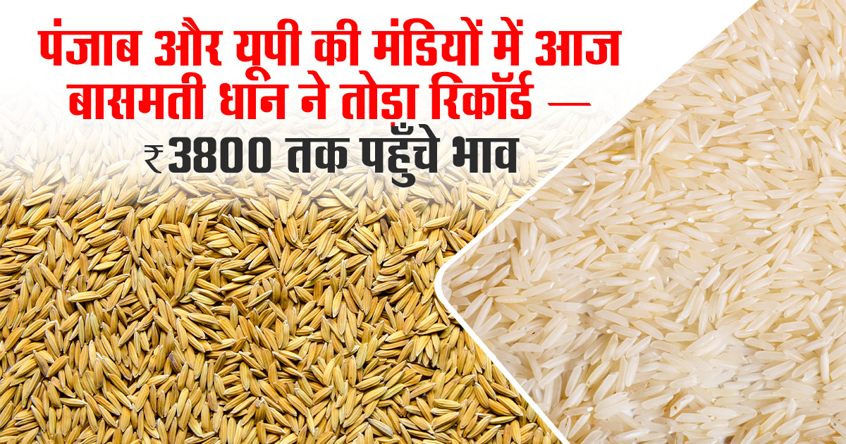 Basmati paddy mandi rate today