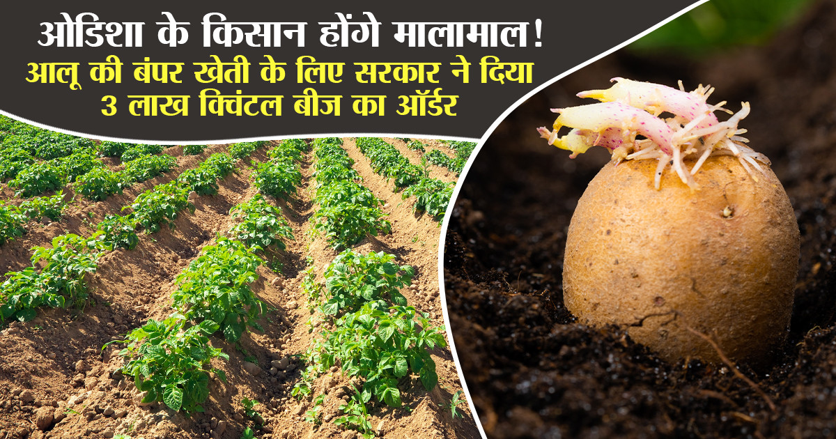 Odisha Potato Plan